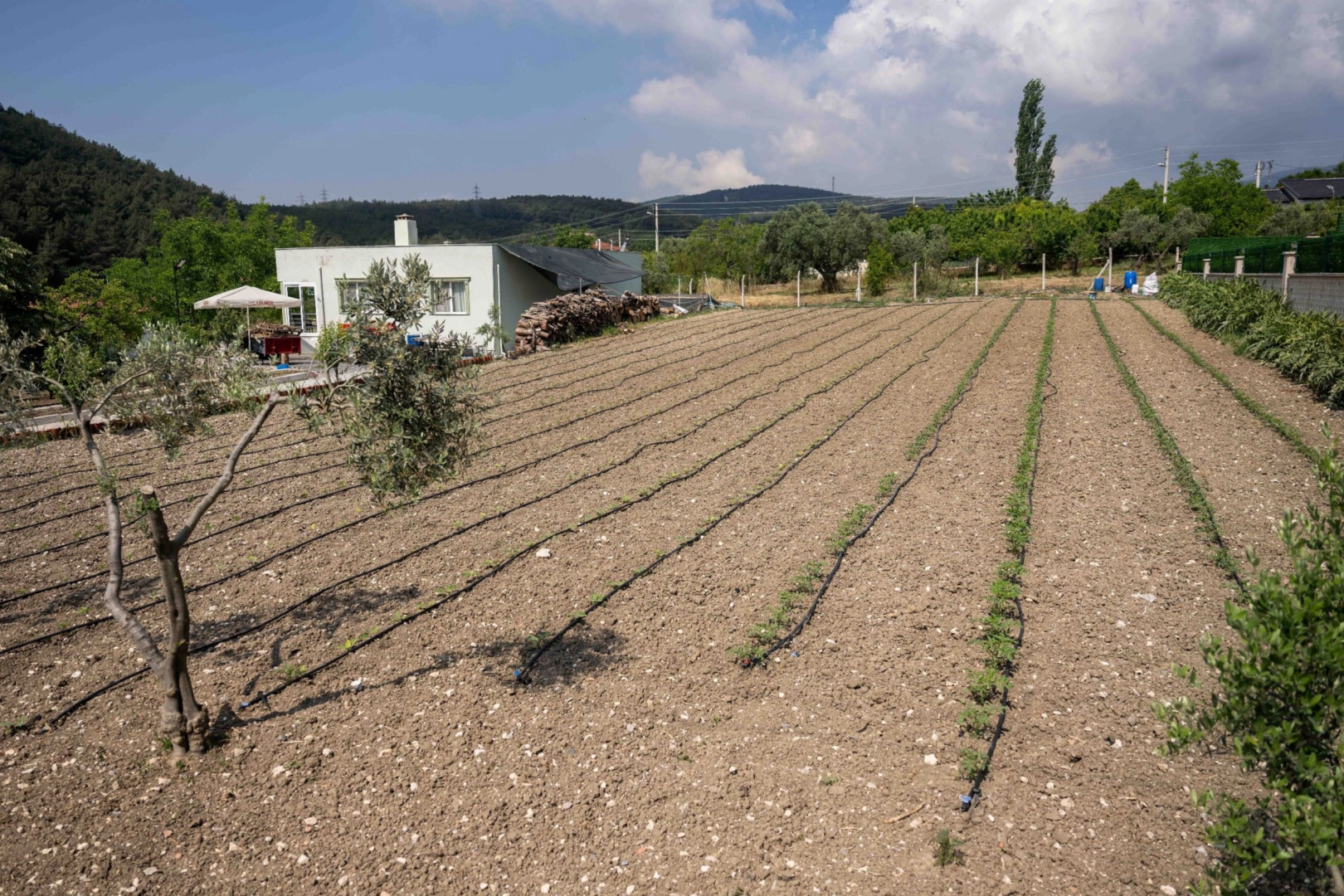 Kurbanlık hayvanların atıkları Bornova'da toprağa can oluyor