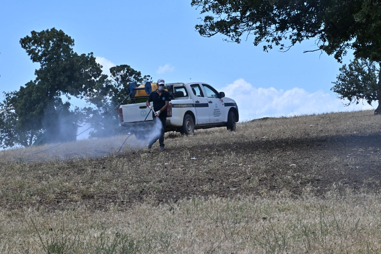 Manisa'da çekirge istilasına karşı mücadele