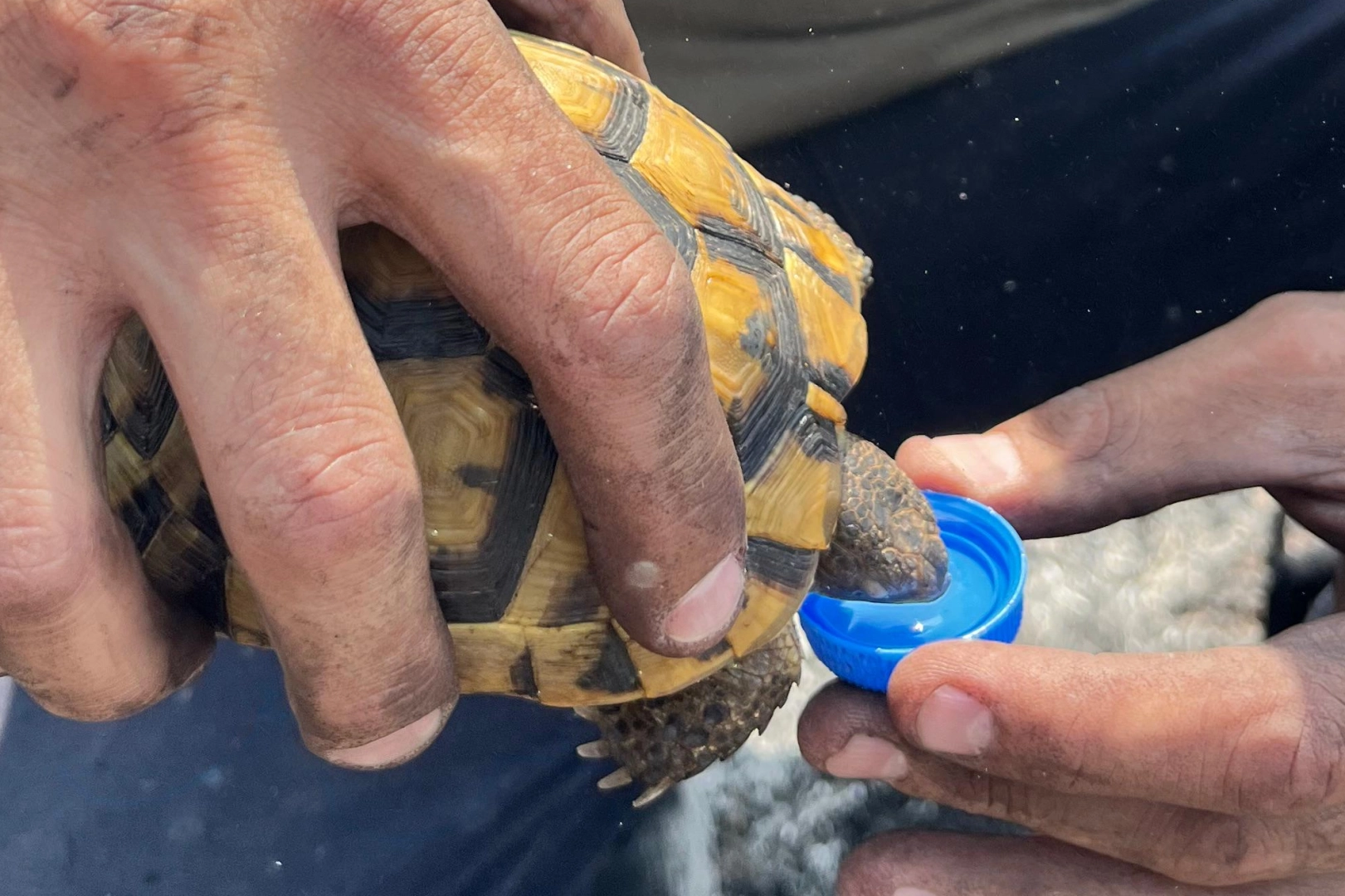 Kocaeli'de alevlerin ortasında bir damla hayat... İtfaiye'den kaplumbağaya uzatılan su yürekleri ısıttı